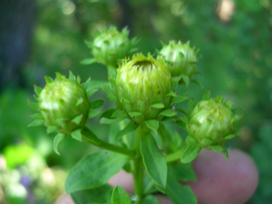 Pentanema spiraeifolium (=Inula spiraeifolia) / Enula uncinata